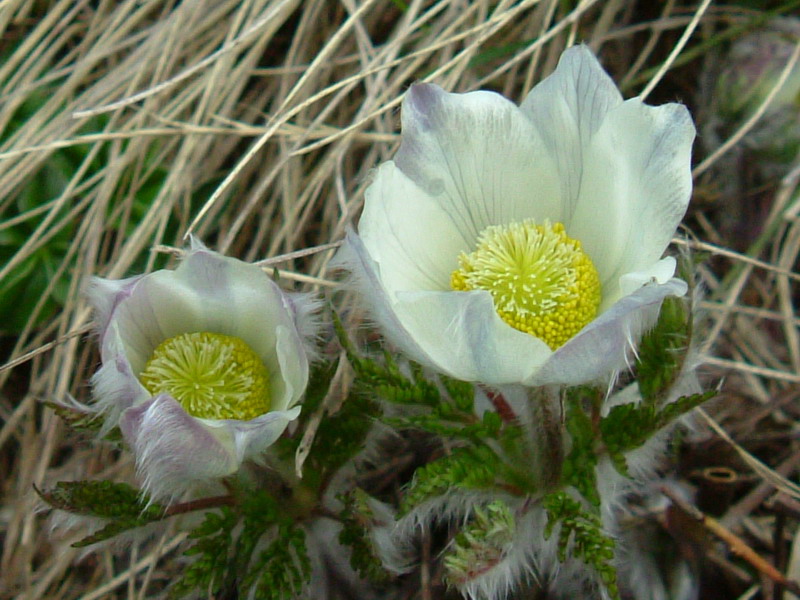 Pulsatilla alpina / Pulsatilla alpina
